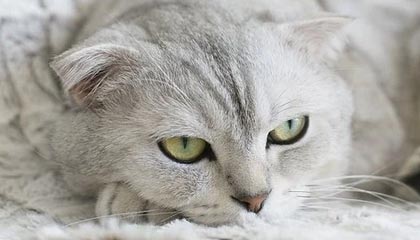 乐鱼体育app官网入口-尤文图斯引援取得成功，中场实力显著增强