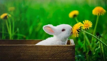 乐鱼体育app官网入口-尤文图斯引援取得成功，中场实力显著增强