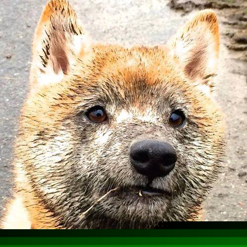 乐鱼体育平台官网-印度乒乓队的未来：如何在大赛中实现历史突破，印度乒乓球公开赛