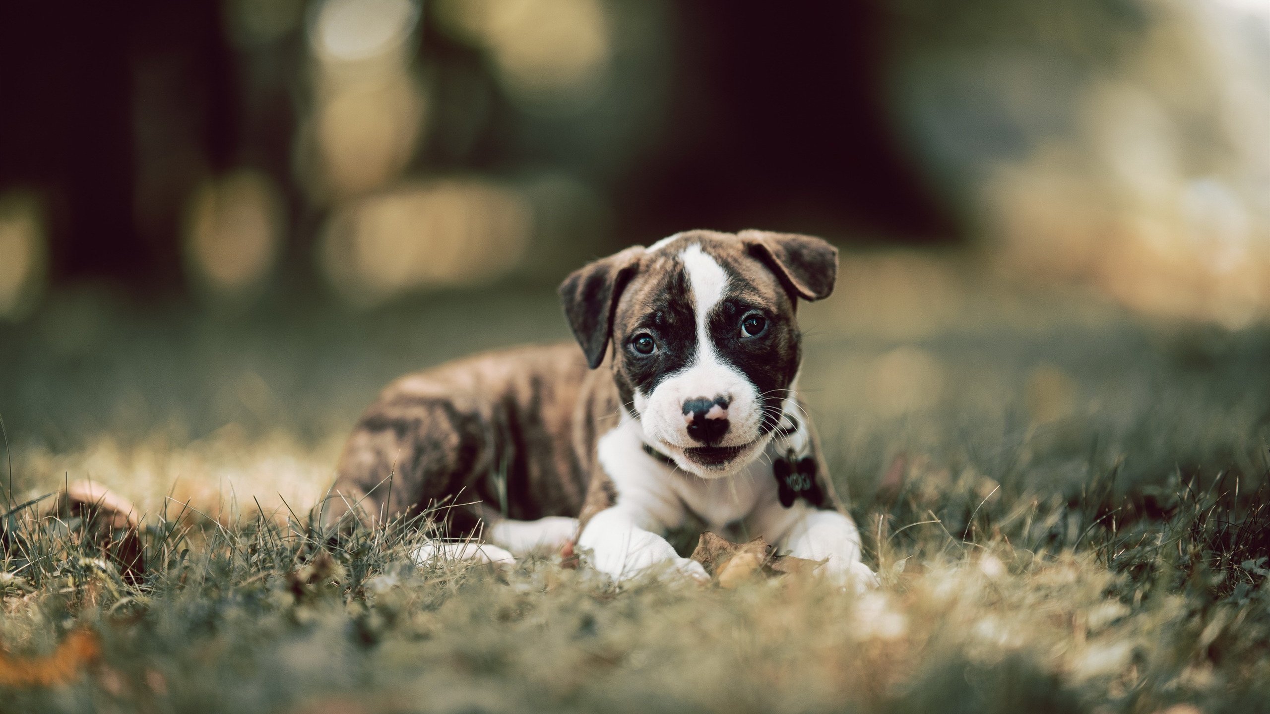 乐鱼体育在线下载-国家队心理建设体系不完善，国家队心理建设体系不完善怎么办