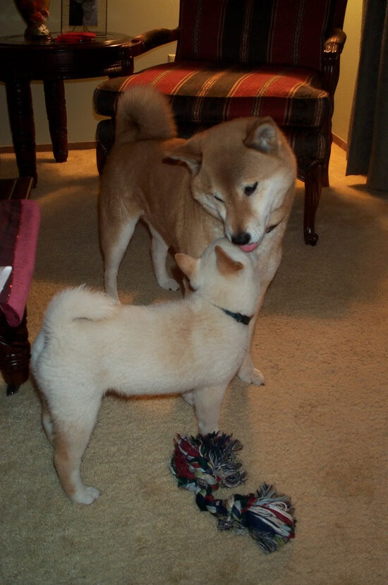 山西龙狮抓住篮板球优势创造二次进攻机会,山西龙晋球衣