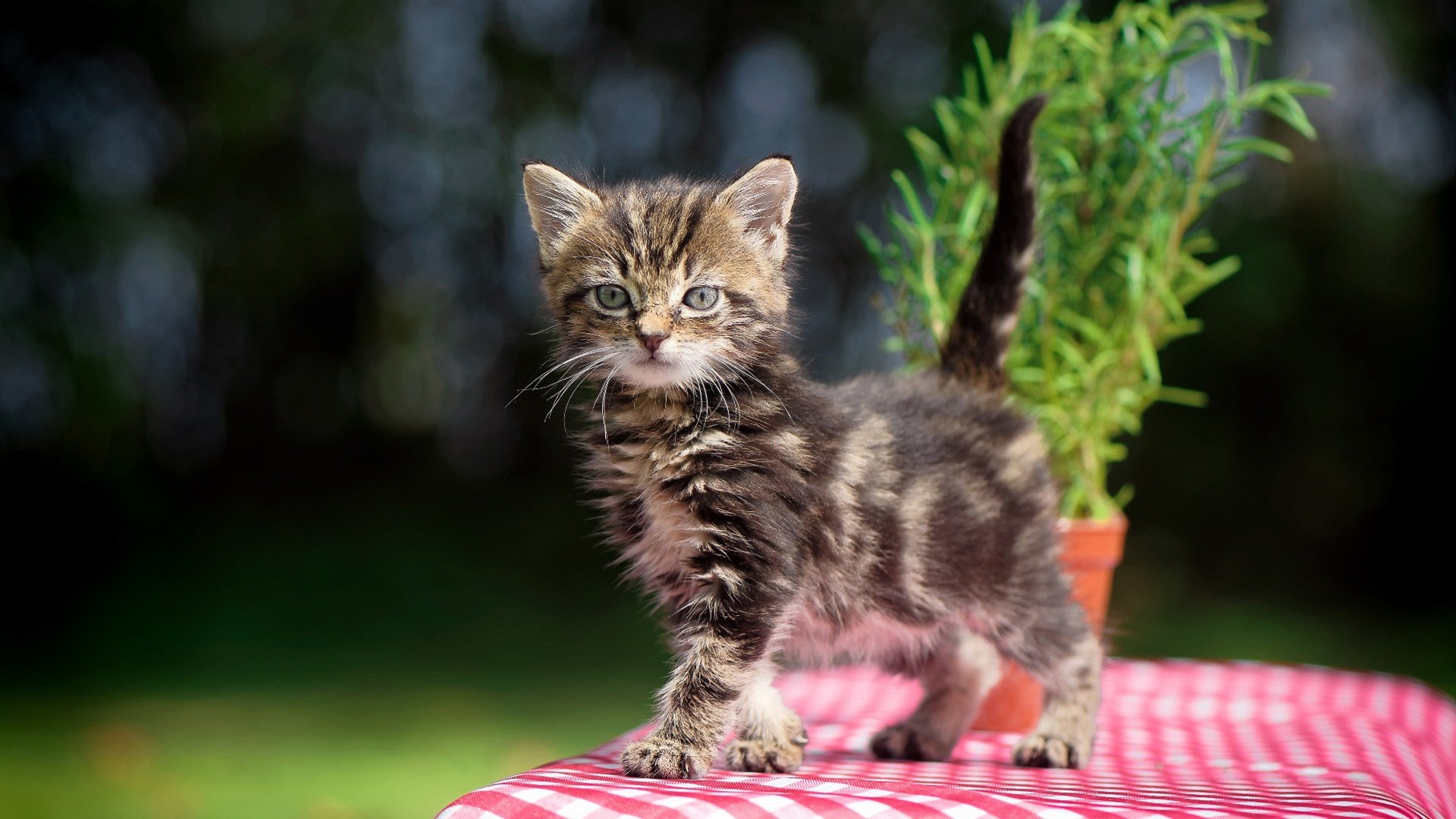 新加坡队赛制深度解析:如何在复杂赛制中保持团队凝聚力,新加坡队员