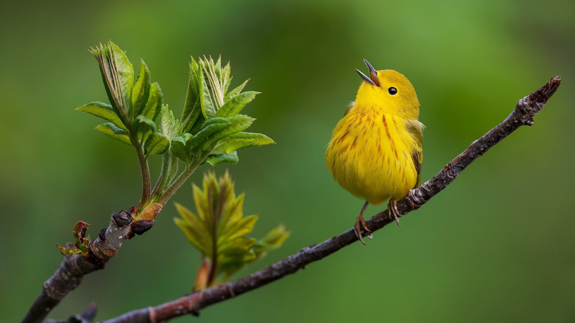 CBA强化赛场规则宣传增强比赛规范执行,cba球场规则