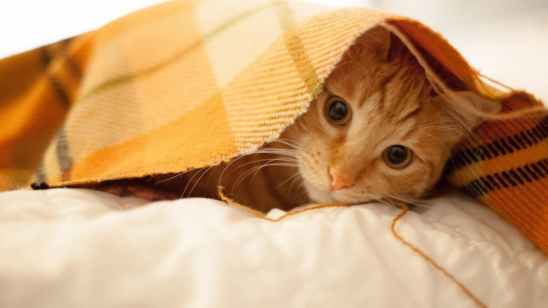 南非男将蝶泳再刷新个人纪录,南非游泳冠军