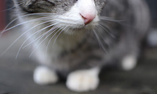 国家队引进外籍助教,技战术细节获补强,国家队外籍教练有哪些