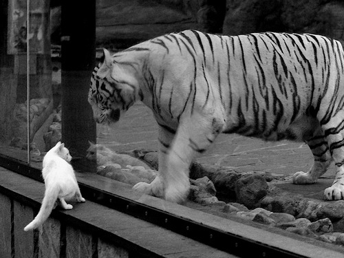 乐鱼体育下载-快船前锋在赛前热身中完成高难度扣篮，快船 扣篮