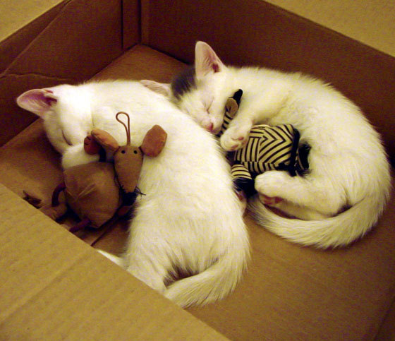 乐鱼体育地址-成年人足球联赛激战正酣，全民运动热潮，成人足球标准尺寸