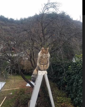 美洲杯明星集体闪耀：突破、精彩、狂欢！，美洲杯巨星