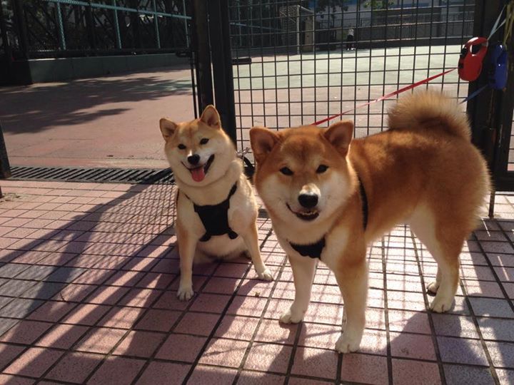 乐鱼体育app官网下载-英超最燃对抗：每一次冲刺都是生死瞬间，英超最精彩比赛