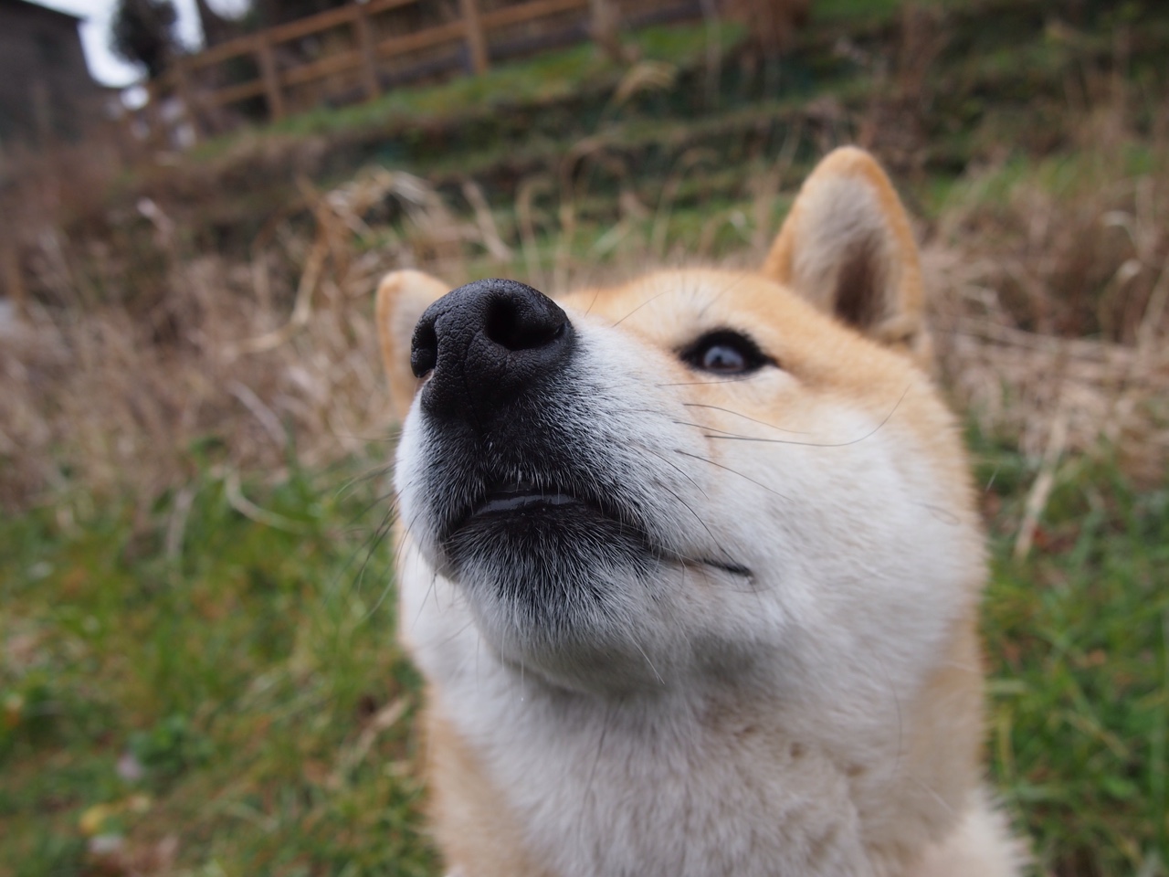 英超绝佳反击：速度与技术的完美瞬间，英超绝杀